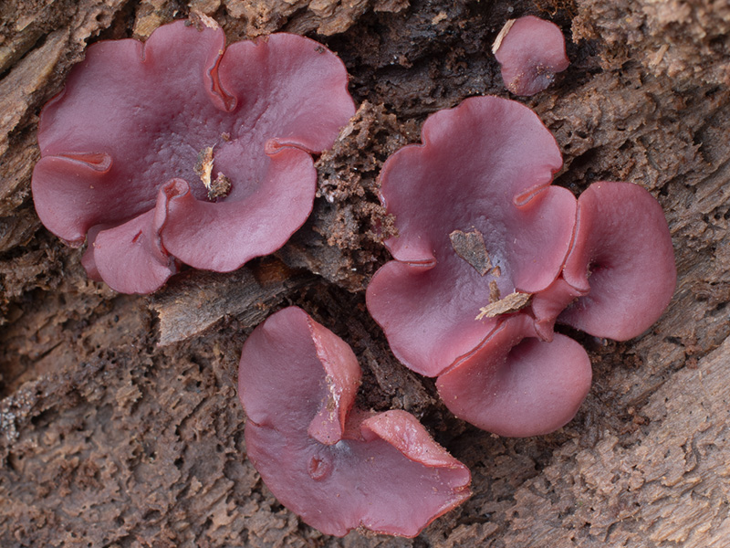 Ascocoryne cylichnium